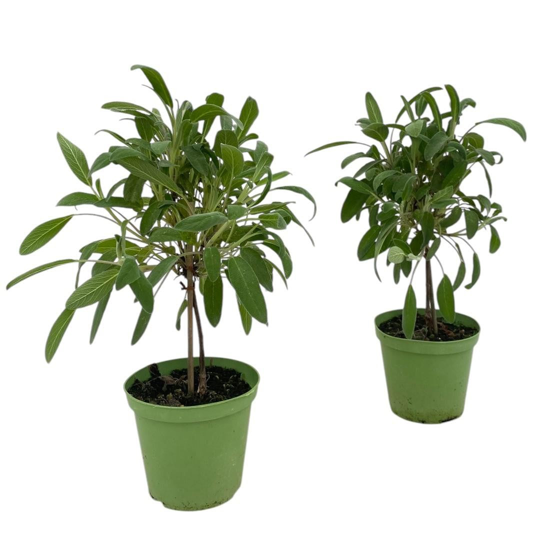 Salvia officinalis (Sage) 40cm 12cm Pot
