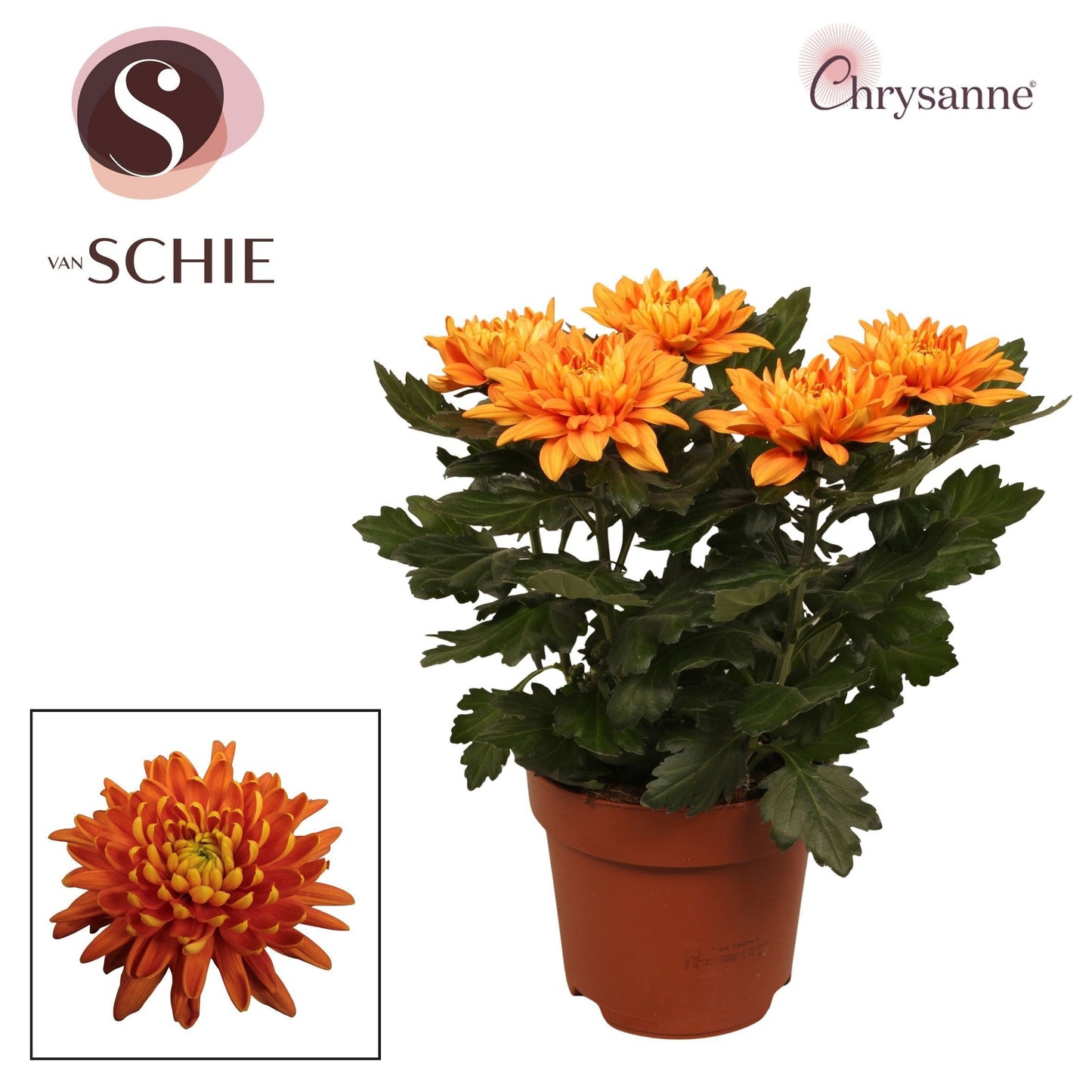 Chrysanthemum Zembla Orange 35cm 17cm Pot