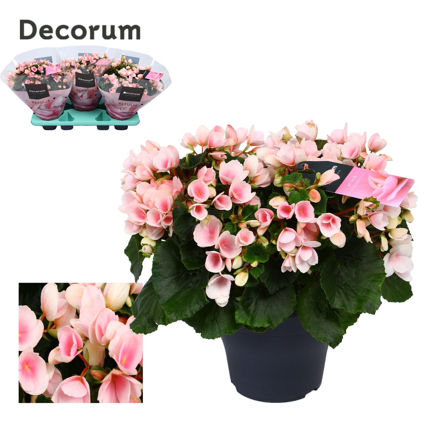 Begonia Betulia Light 35cm 19cm Pot