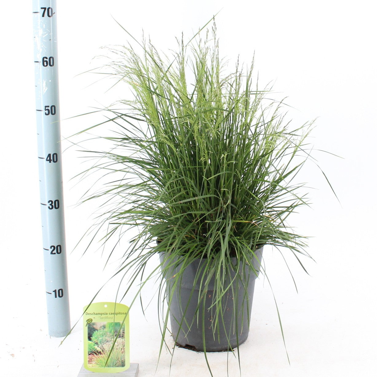 Deschampsia ces. Tardiflora 30cm 23cm Pot