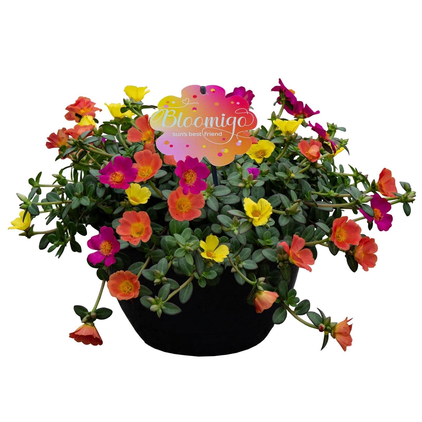 Portulaca 25cm 27cm Pot