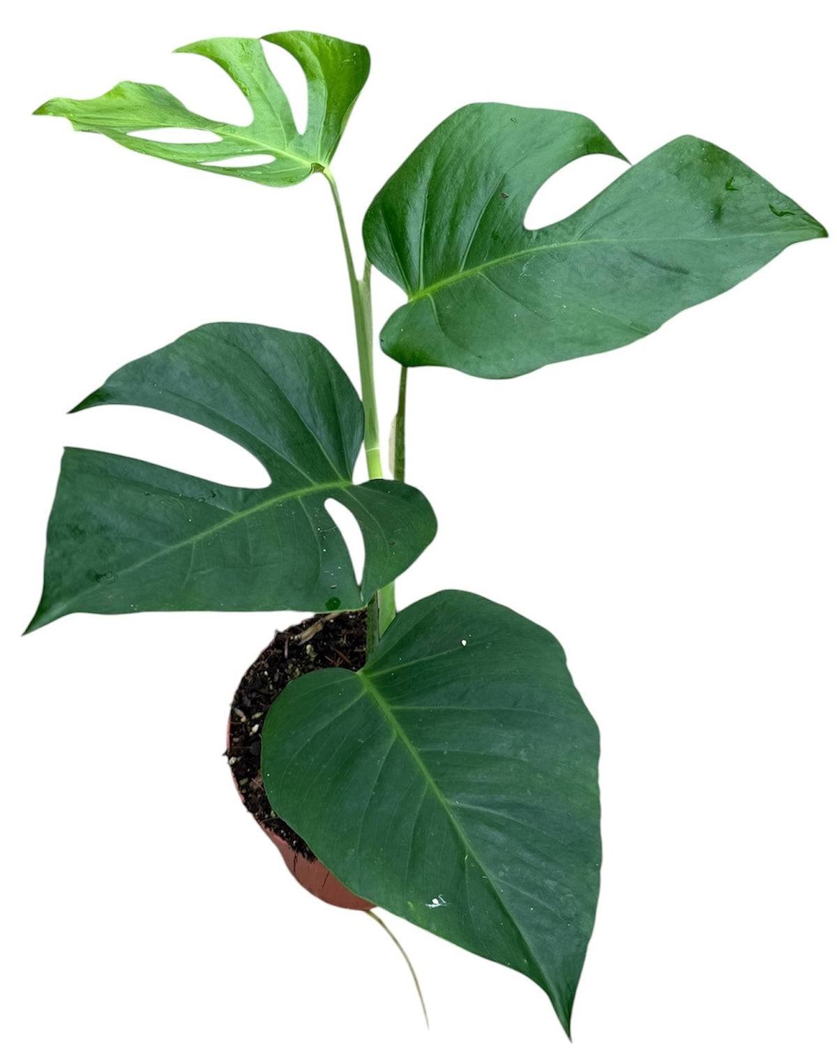 Monstera Variegated 40cm 17cm Pot