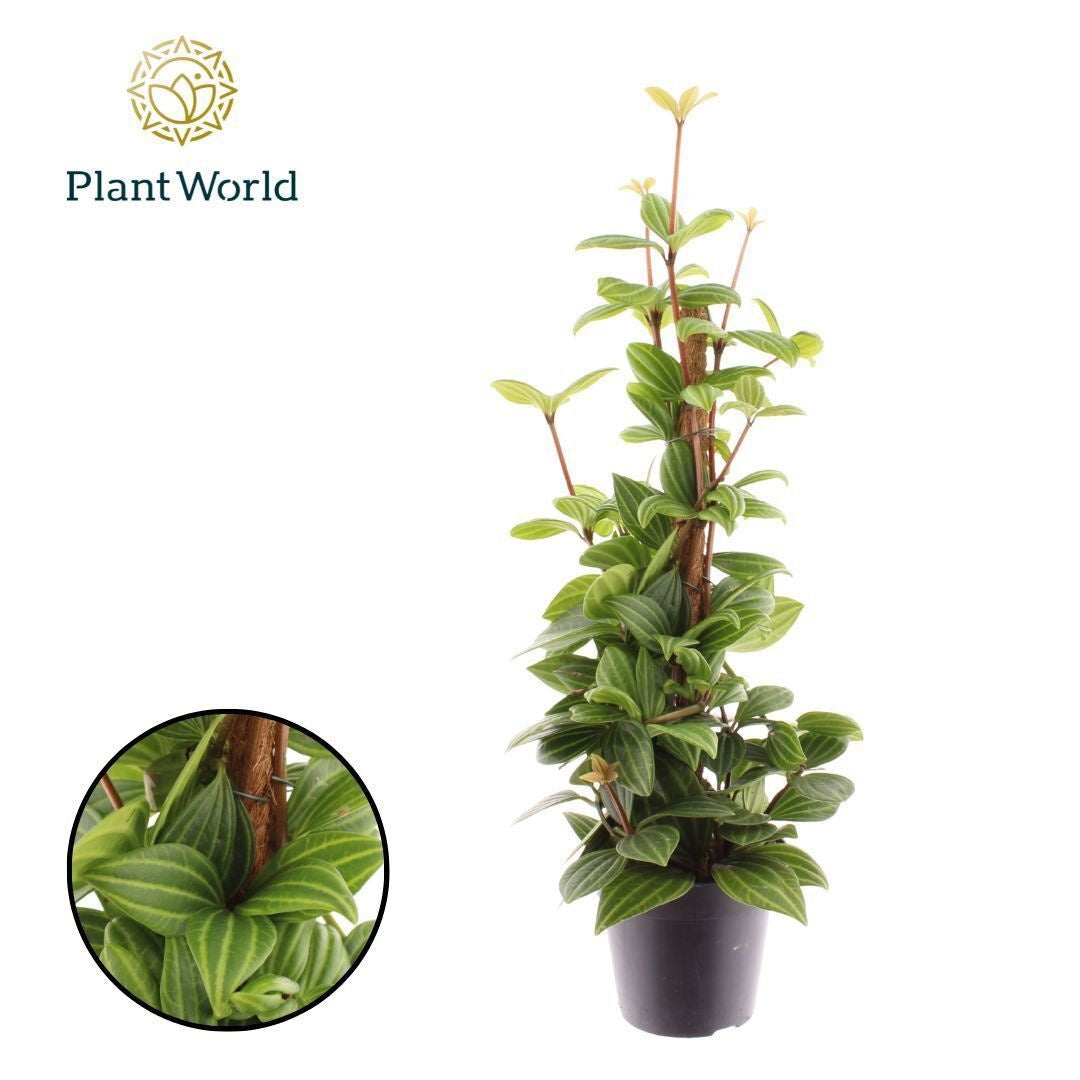 Peperomia angulata 40cm 12cm Pot