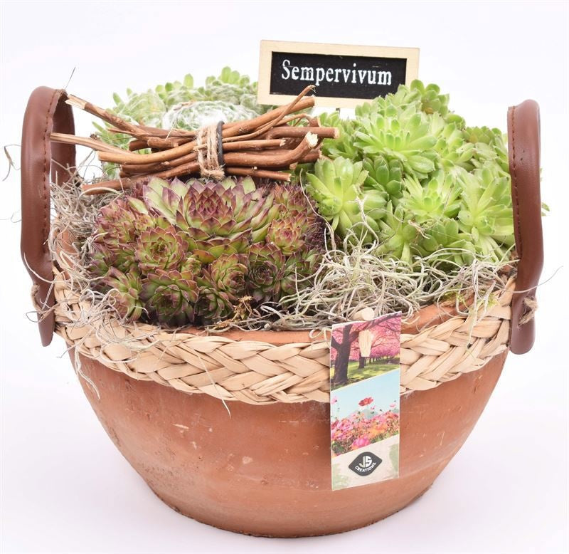 arr. Sempervivum 18cm Pot