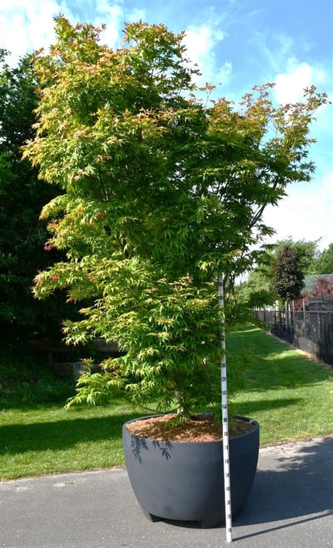 Acer Osakazuki 500cm 112cm Pot