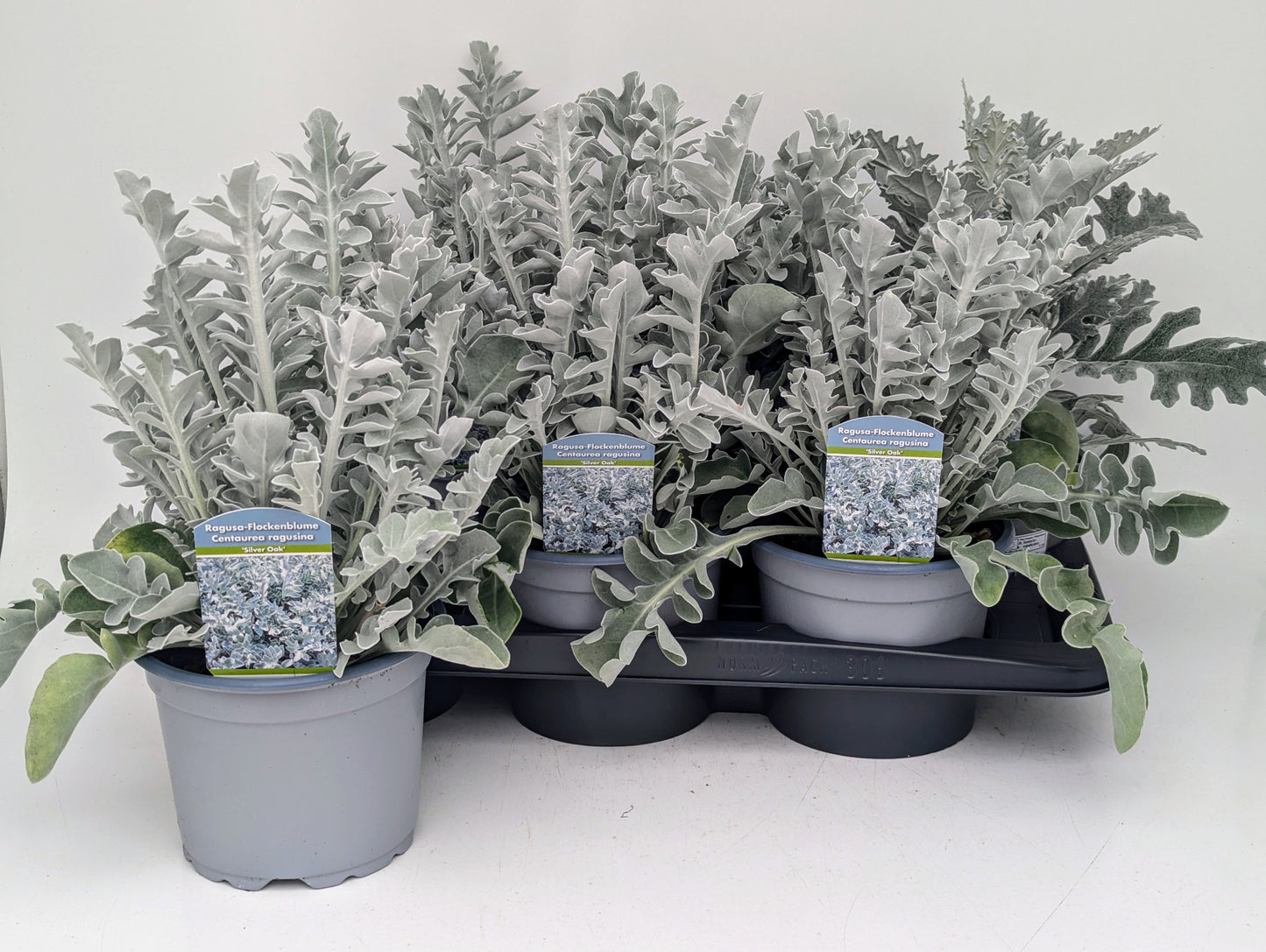 Centaurea (cornflower) 40cm 17cm Pot