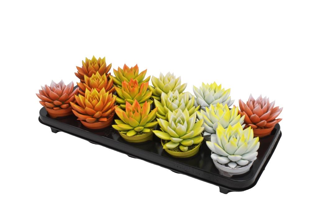 Amigo Plant VOF Echeveria Miranda mix Pack of 14