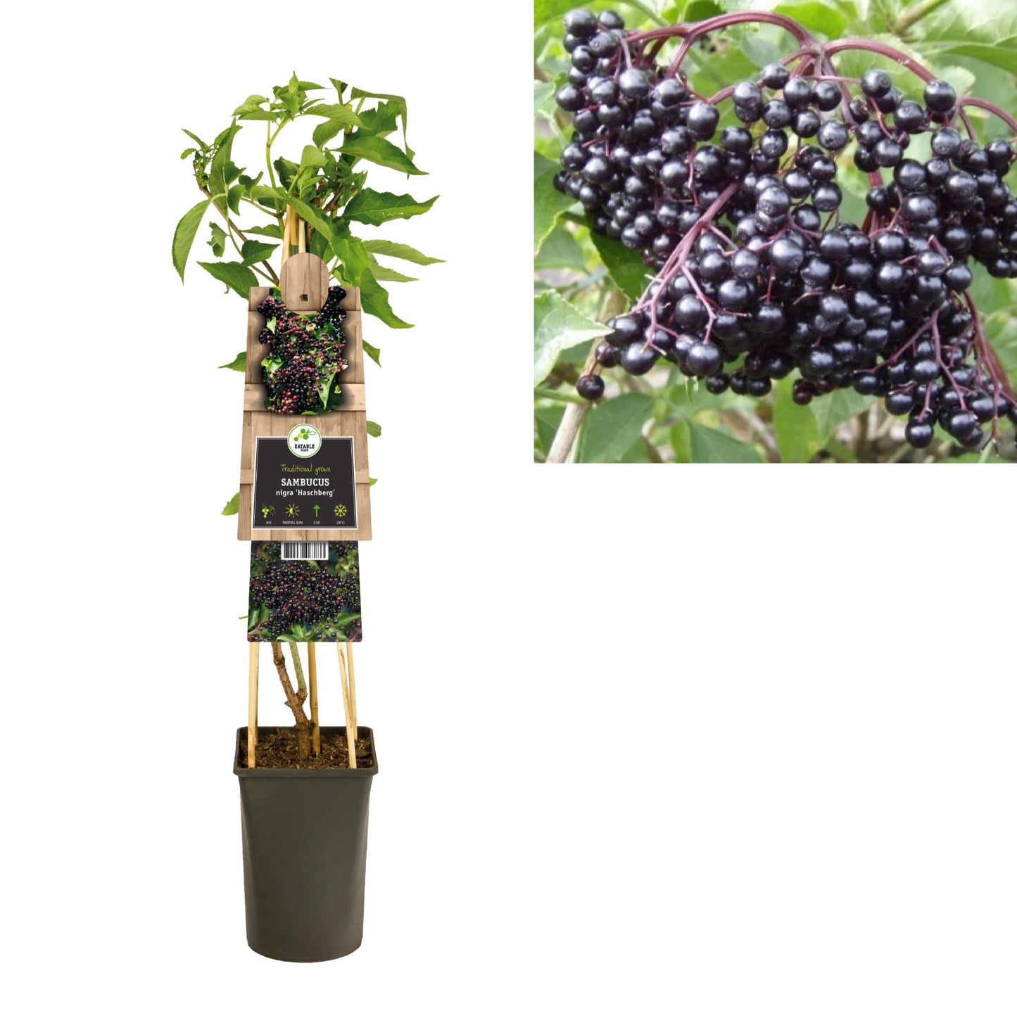Sambucus nig. Haschberg 75cm 17cm Pot