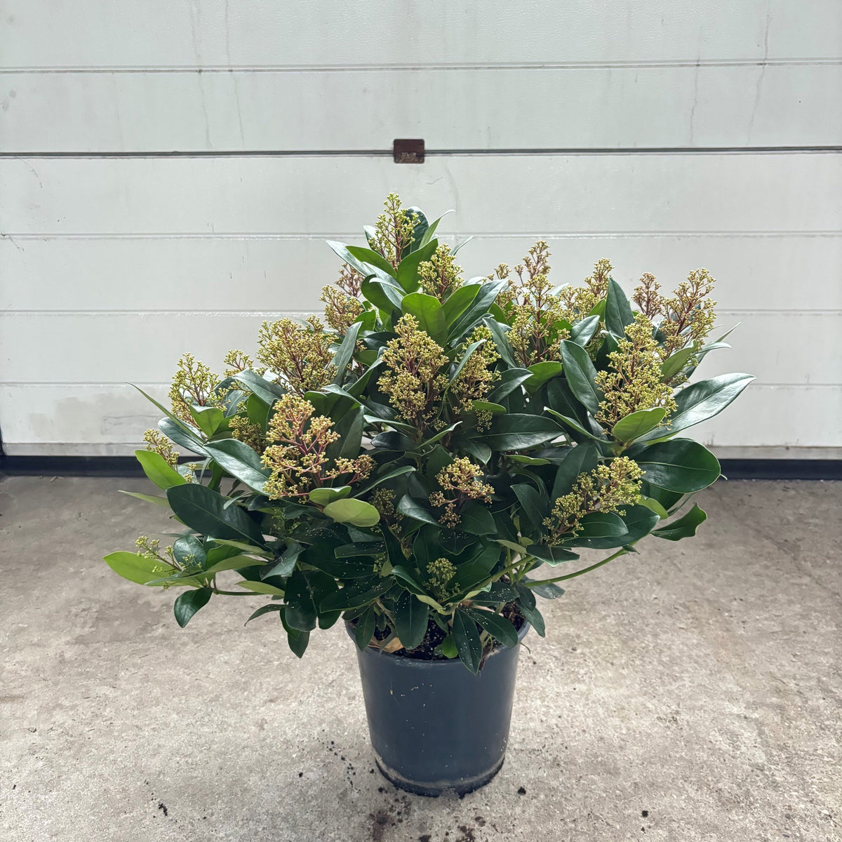 Skimmia japonica Maxima 65cm 24cm Pot