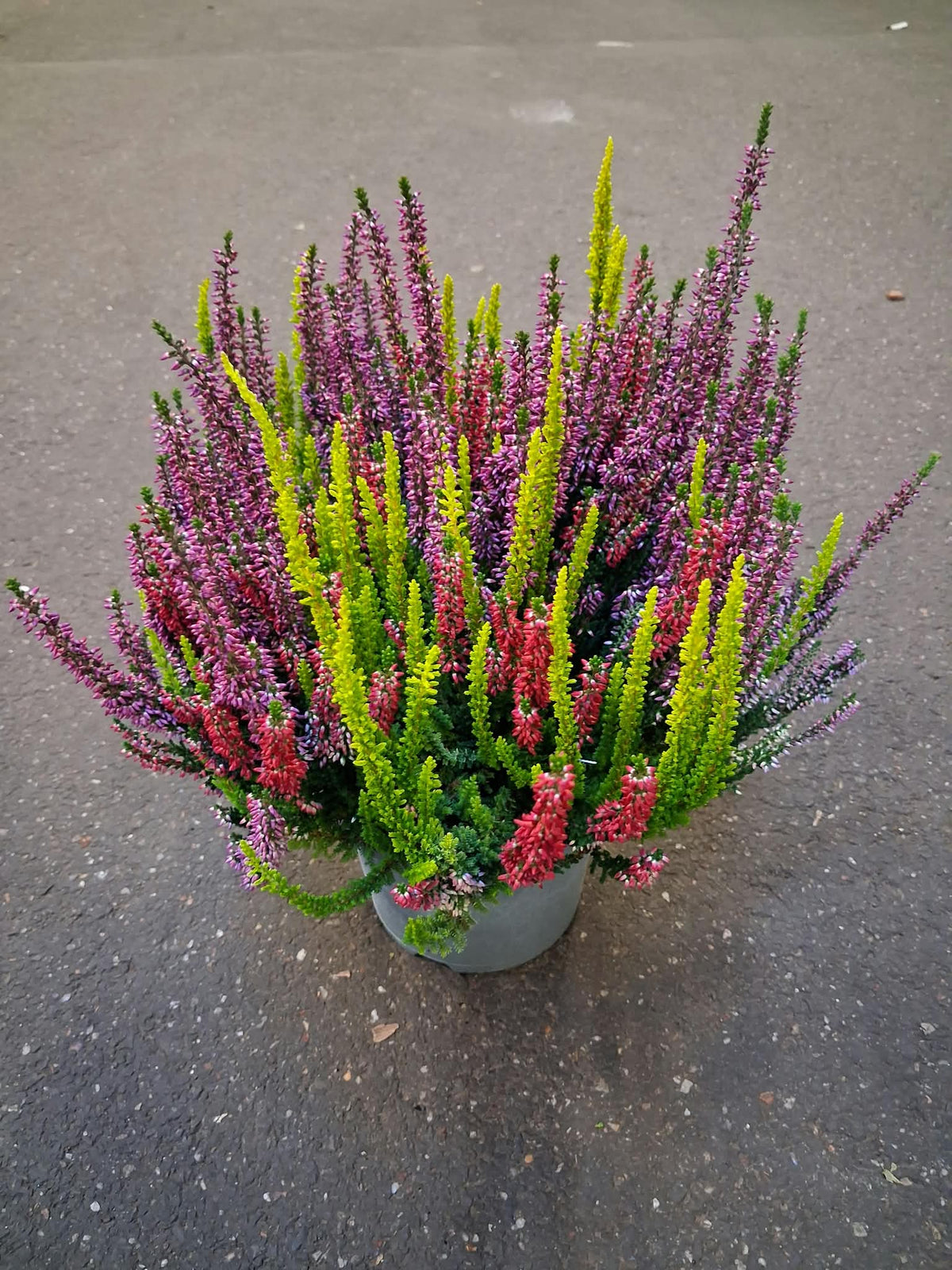Calluna Beauty Ladies High Five 25cm 23cm Pot