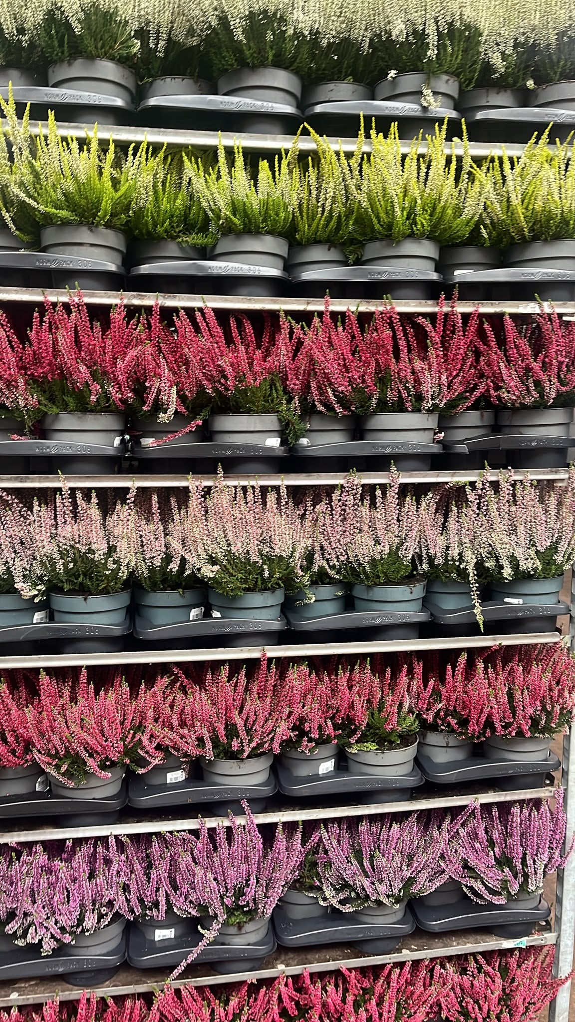 Calluna Beauty Ladies mix 25cm 17cm Pot