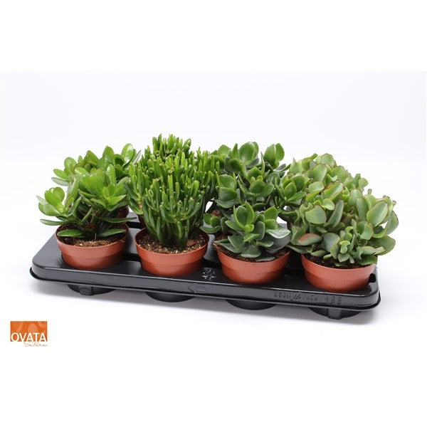 Crassula ovata 27cm 12cm Pot