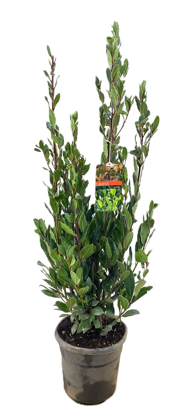 Laurus nobilis 135cm 27cm Pot