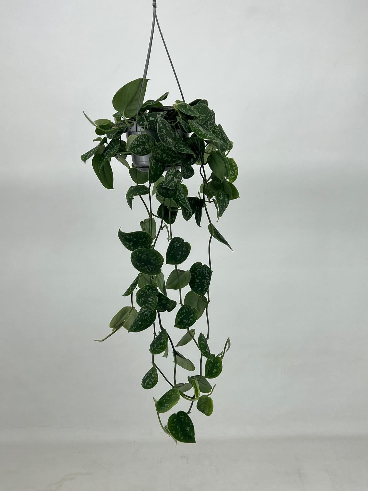 Scindapsus Argyraeus 14cm Pot