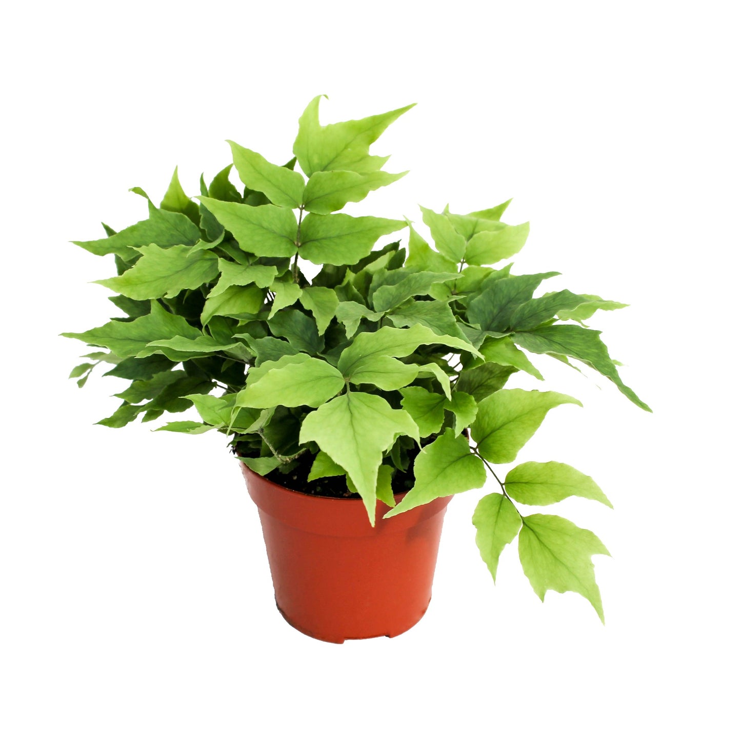 Cyrtomium falcatum 15cm 8.5cm Pot