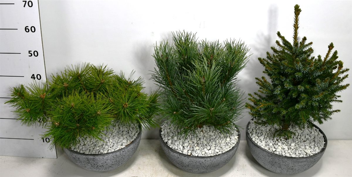 Conifer mix 60cm 37cm Pot