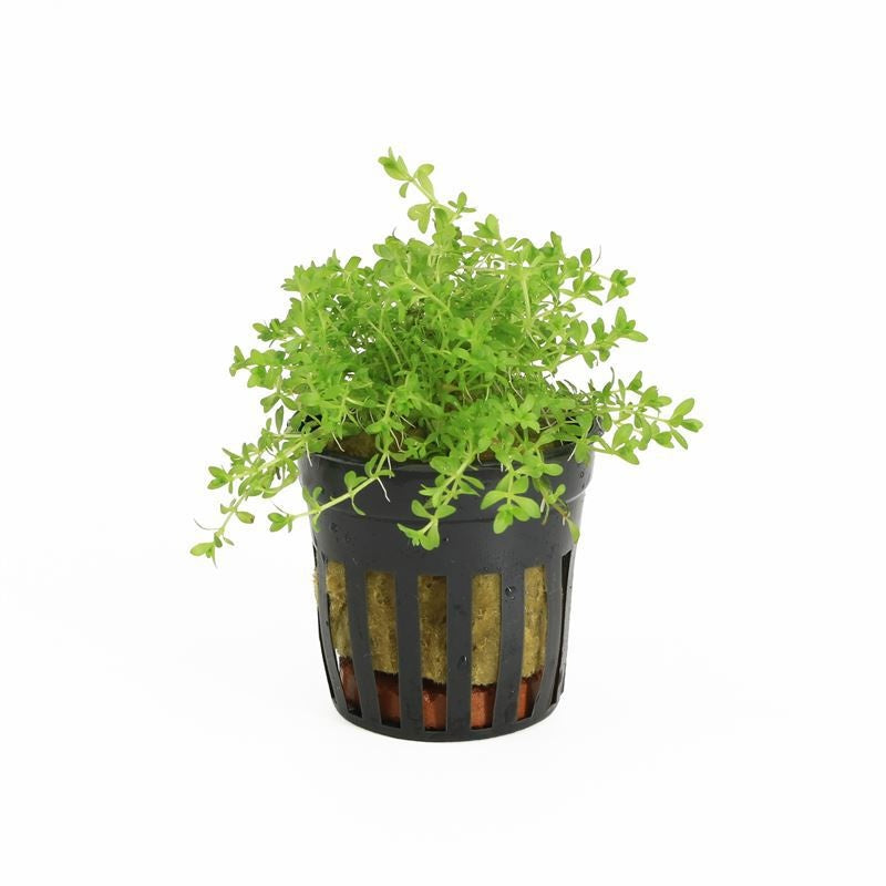 Micranthemum micrantemoides 10cm 5cm Pot