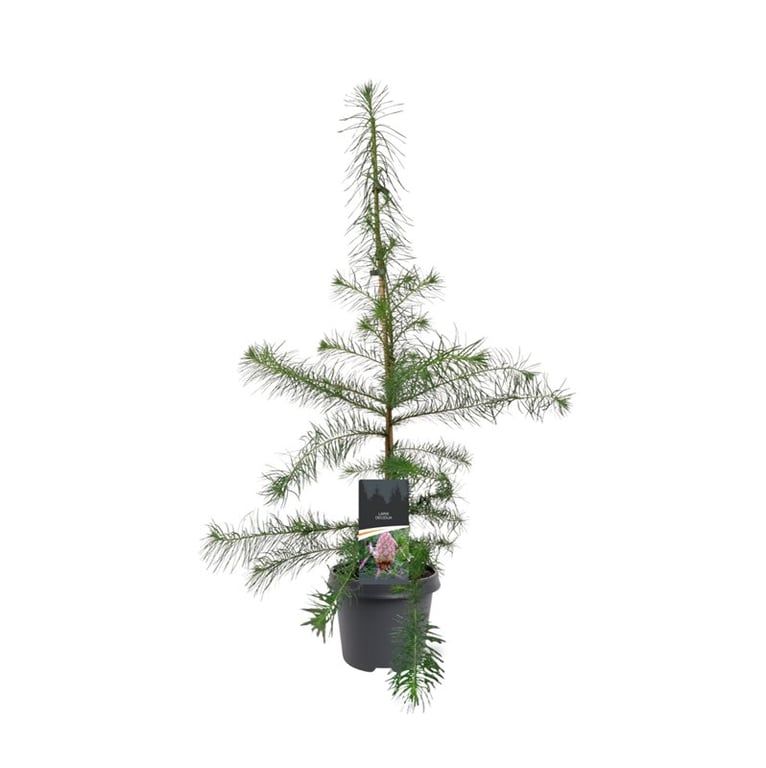 Larix decidua 90cm 23cm Pot
