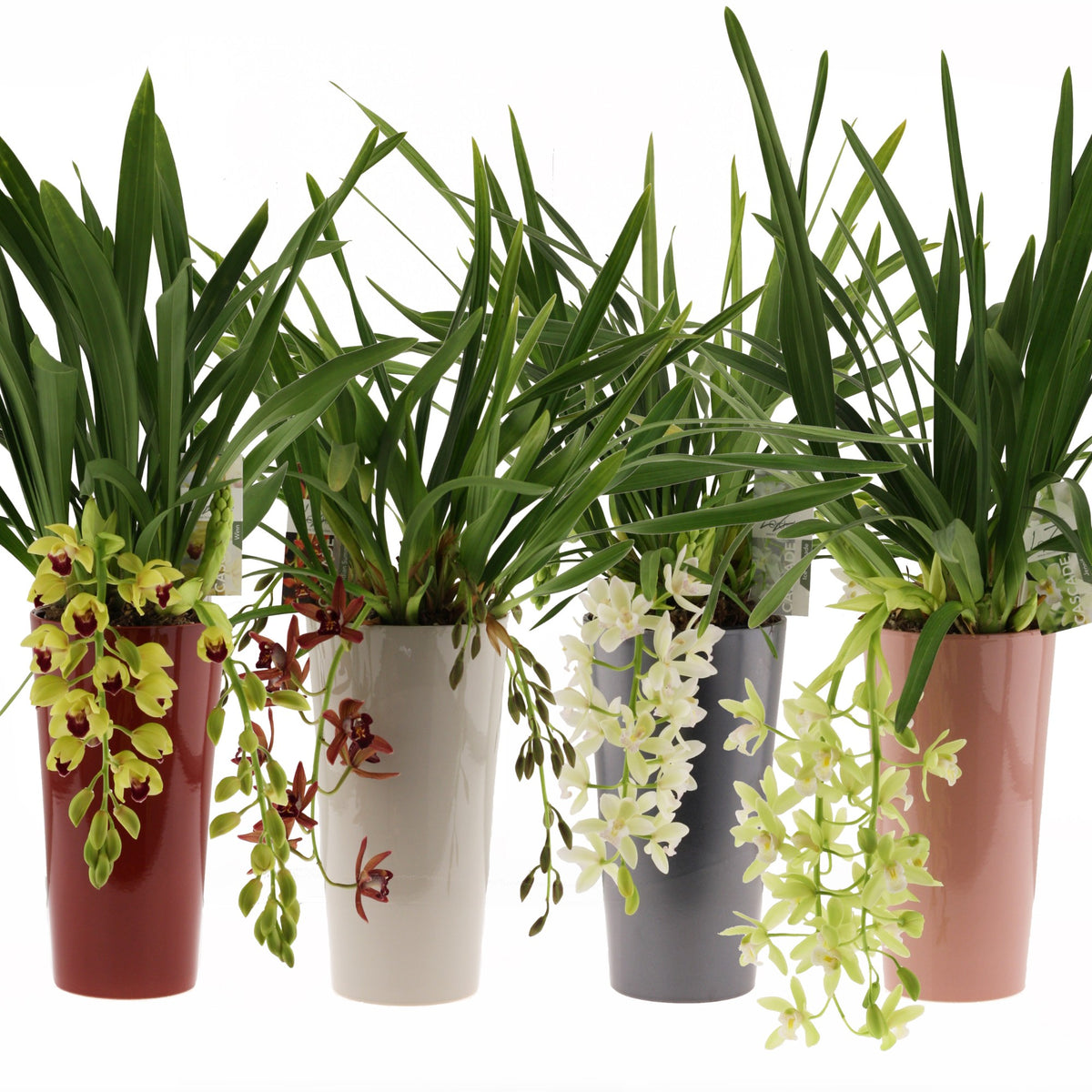 Cymbidium 60cm 14cm Pot