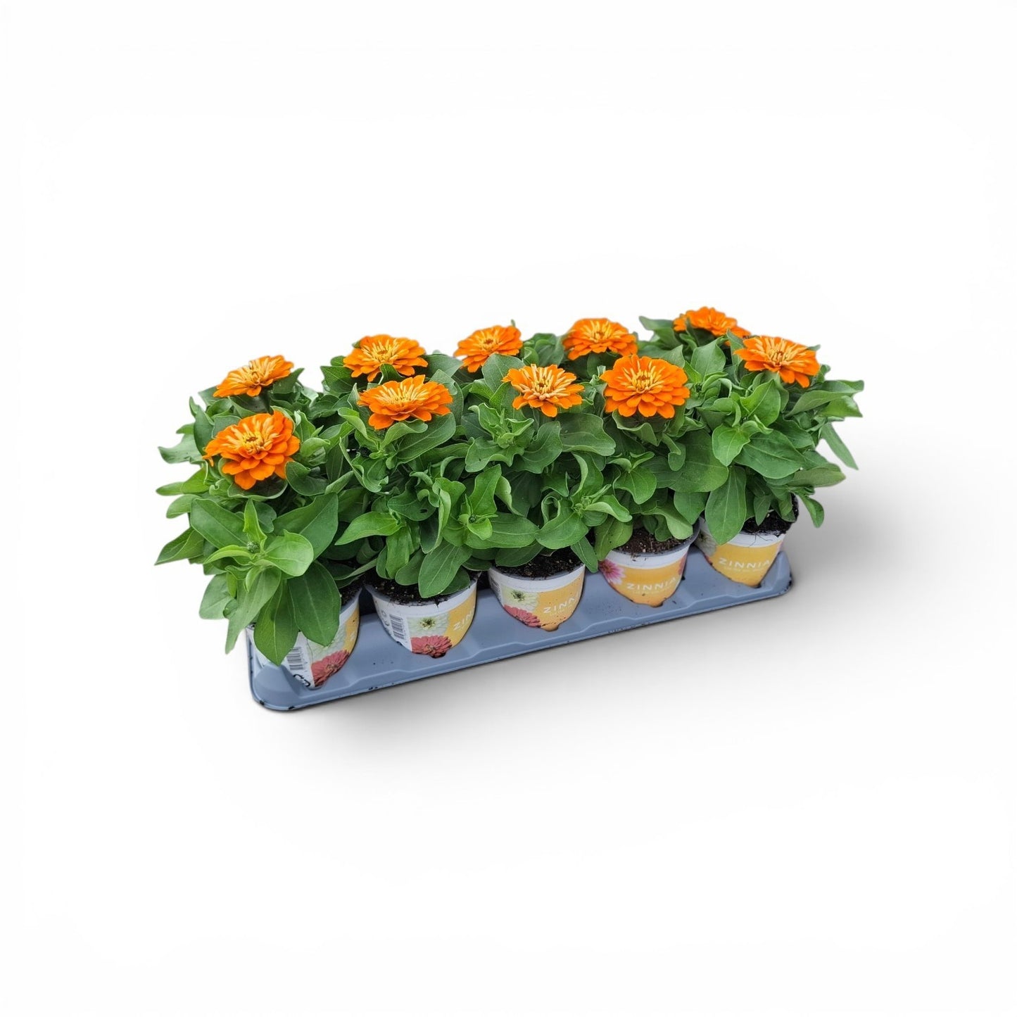 Zinnia Profusion Orange 32cm 12cm Pot