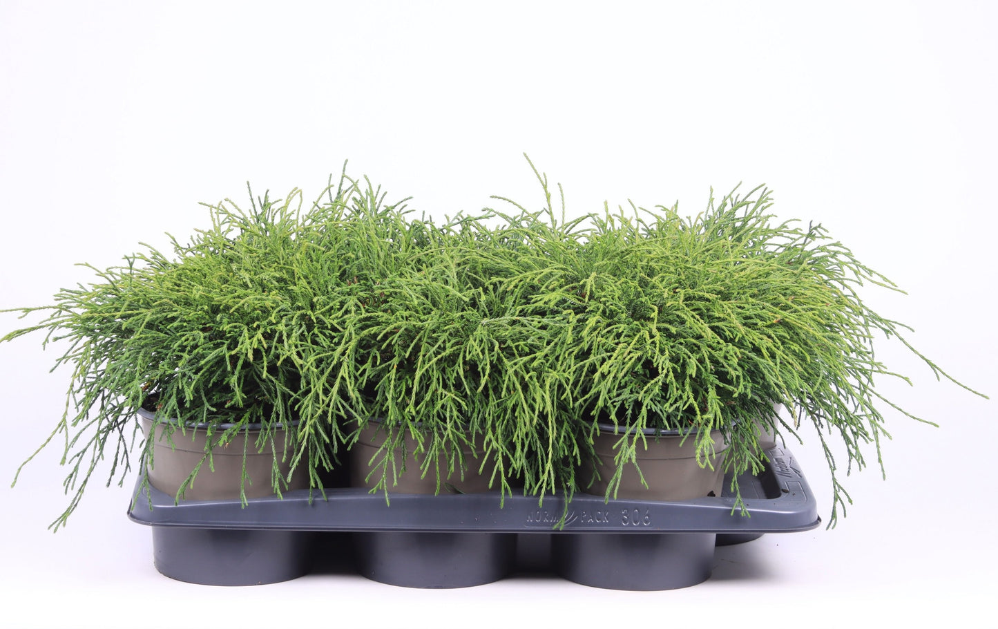 Chamaecyparis Filifera Nana 35cm 17cm Pot