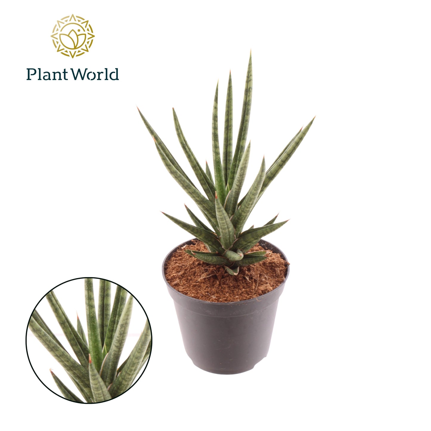 Sansevieria cylindrica 15cm Special Pot (508)