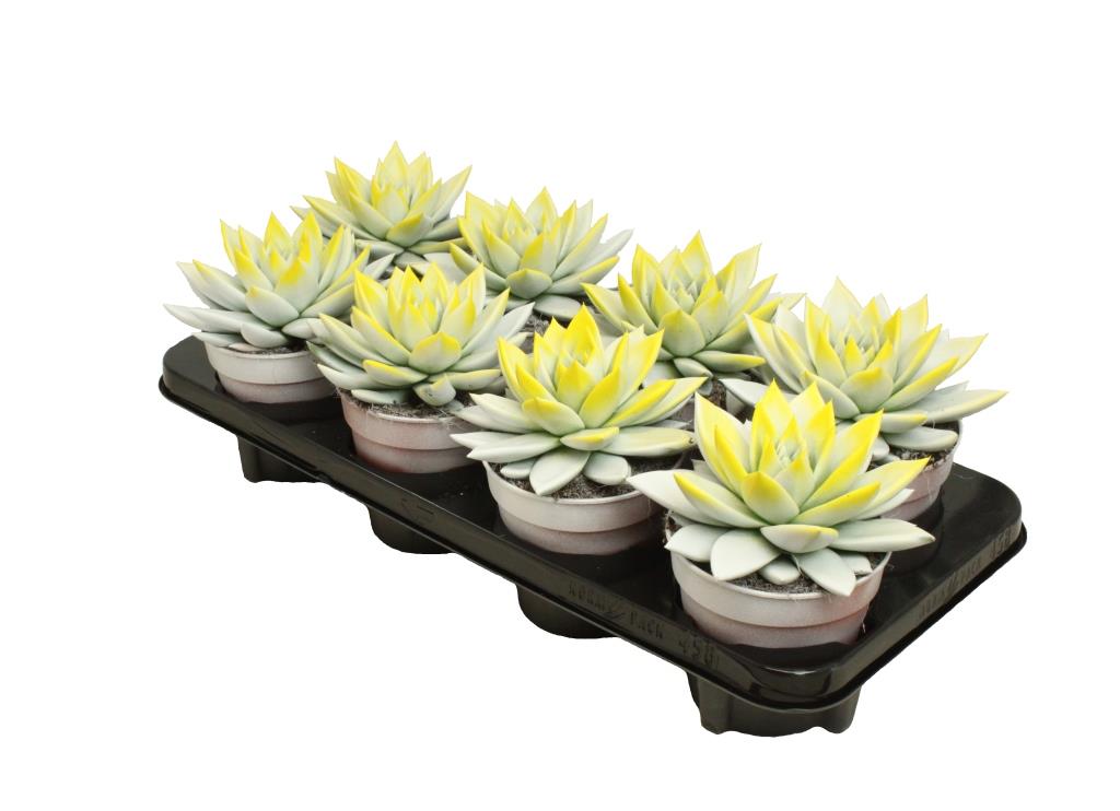 Echeveria colored bicolor white/yellow 15cm 12cm Pot