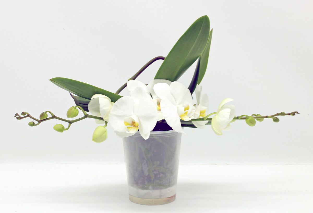 Phalaenopsis white 30cm 12cm Pot