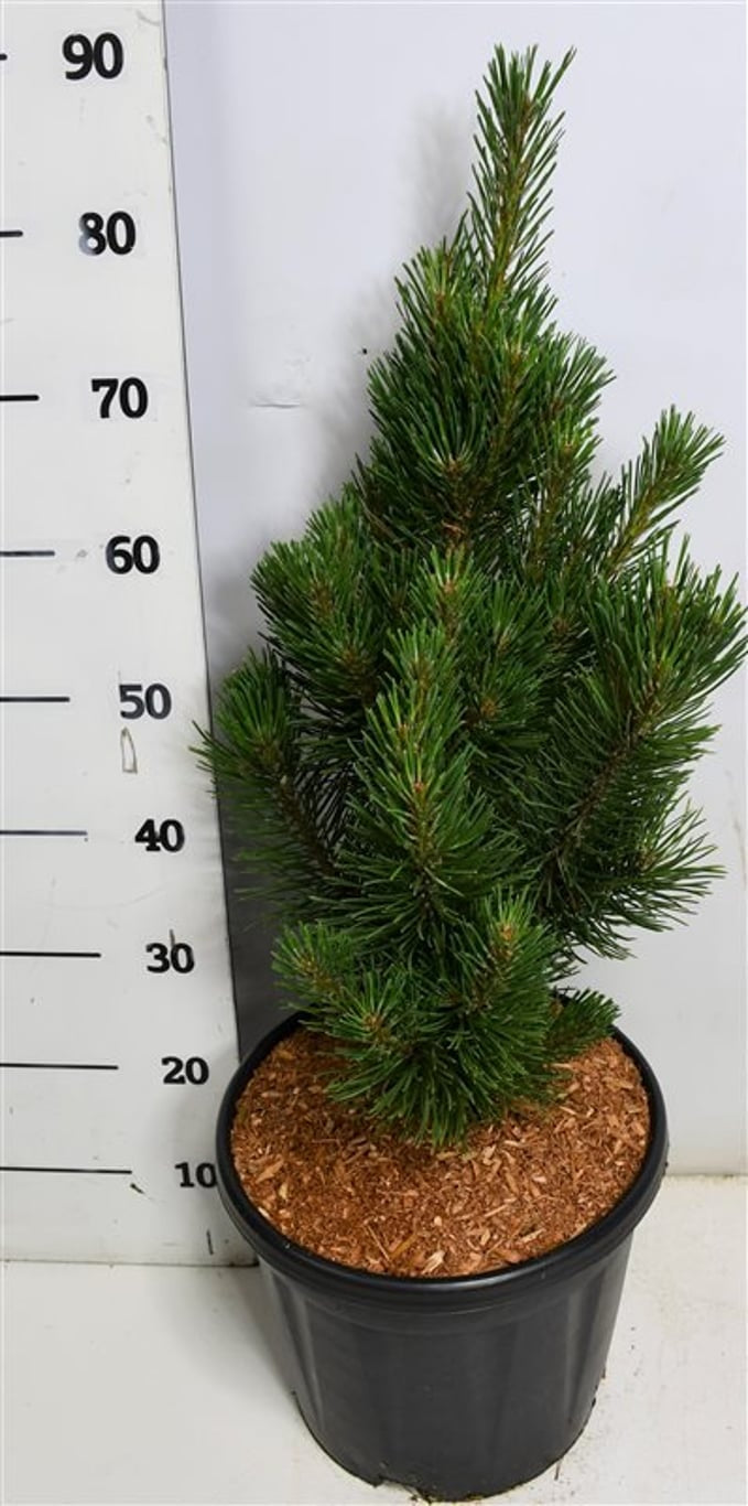 Pinus thunbergii 80cm 38cm Pot