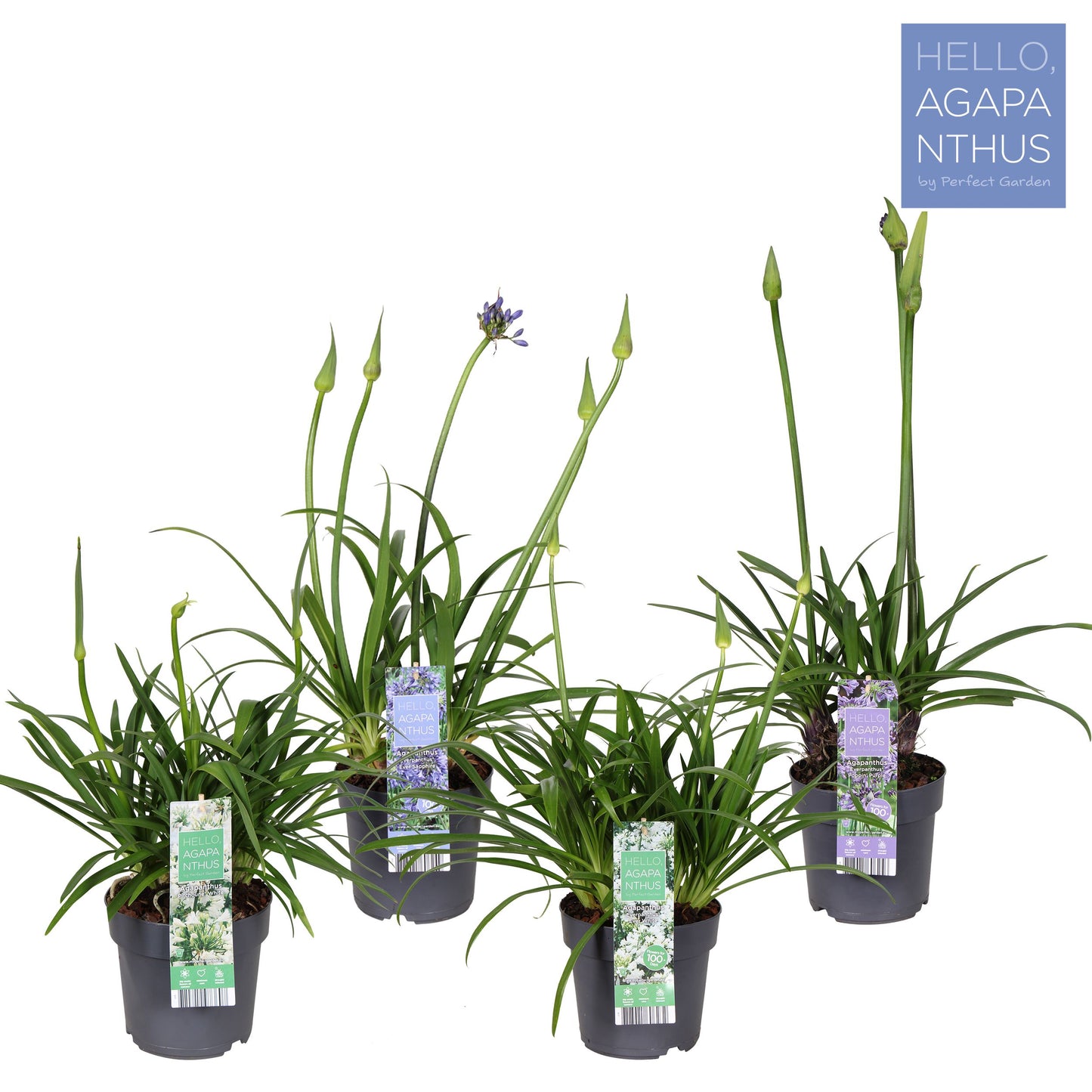 Agapanthus africanus 70cm 17cm Pot