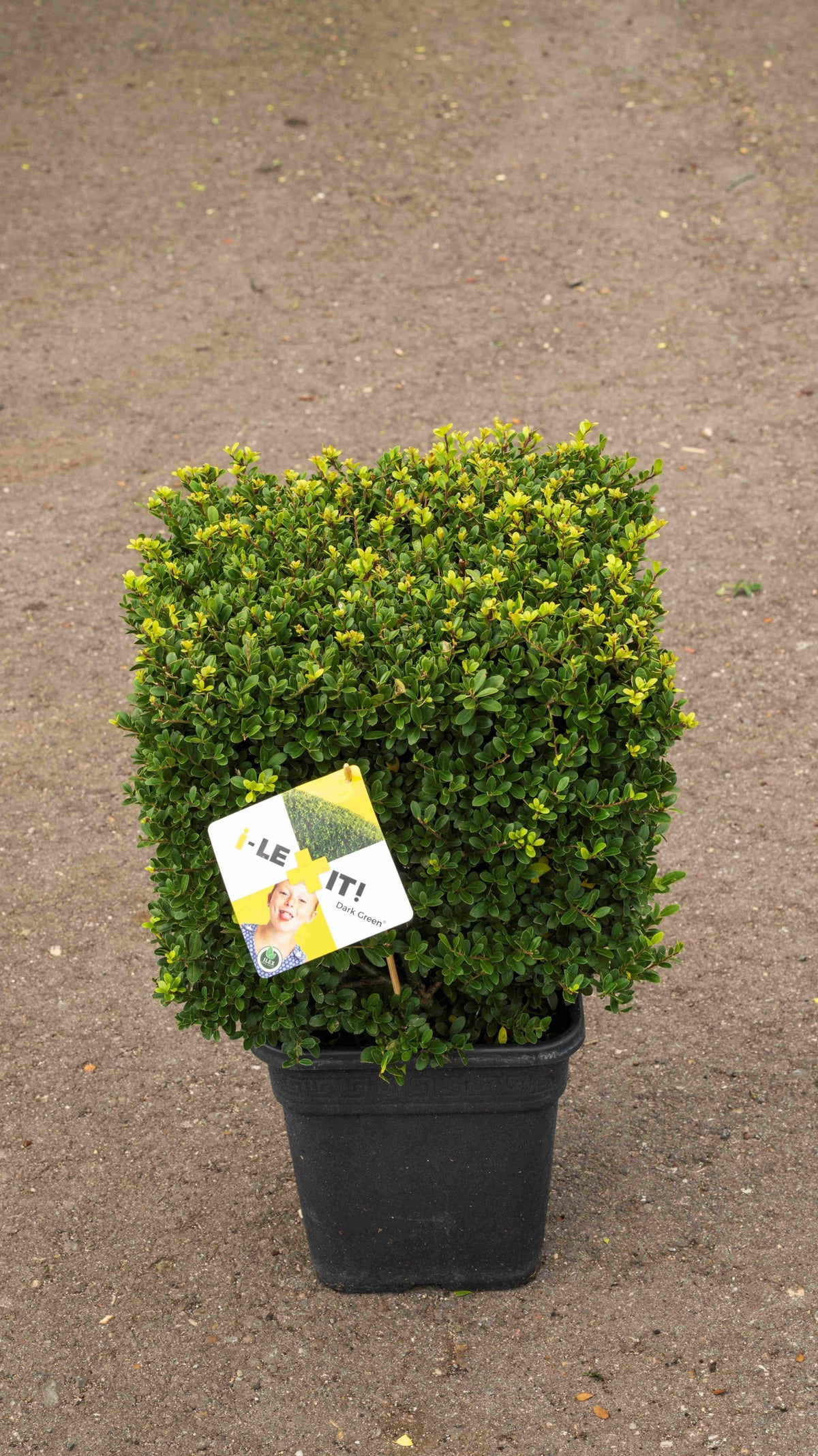 Ilex crenata Dark Green 60cm 30cm Pot