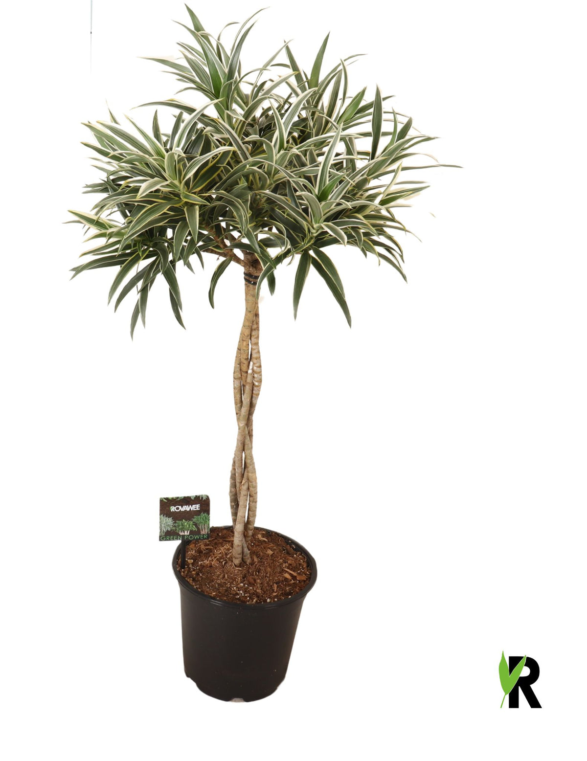 Dracaena reflexa 85cm 21cm Pot