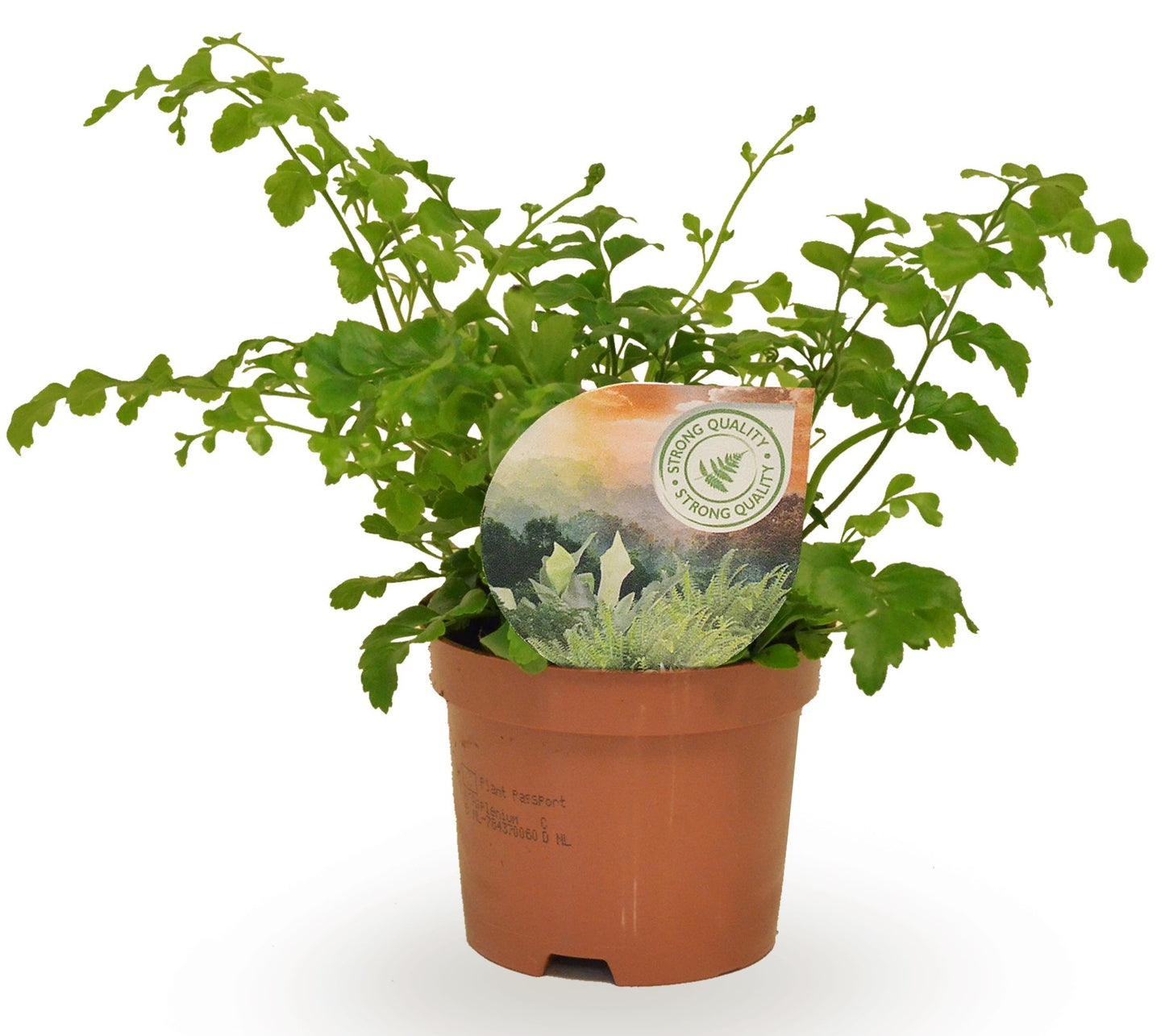 Asplenium Parvati 15cm 9cm Pot