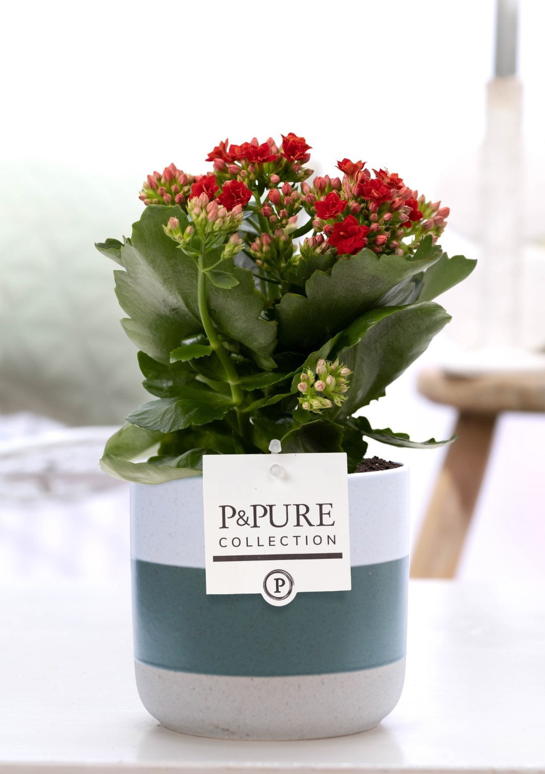 Kalanchoe Rosalina Amador Red 27cm 12cm Pot