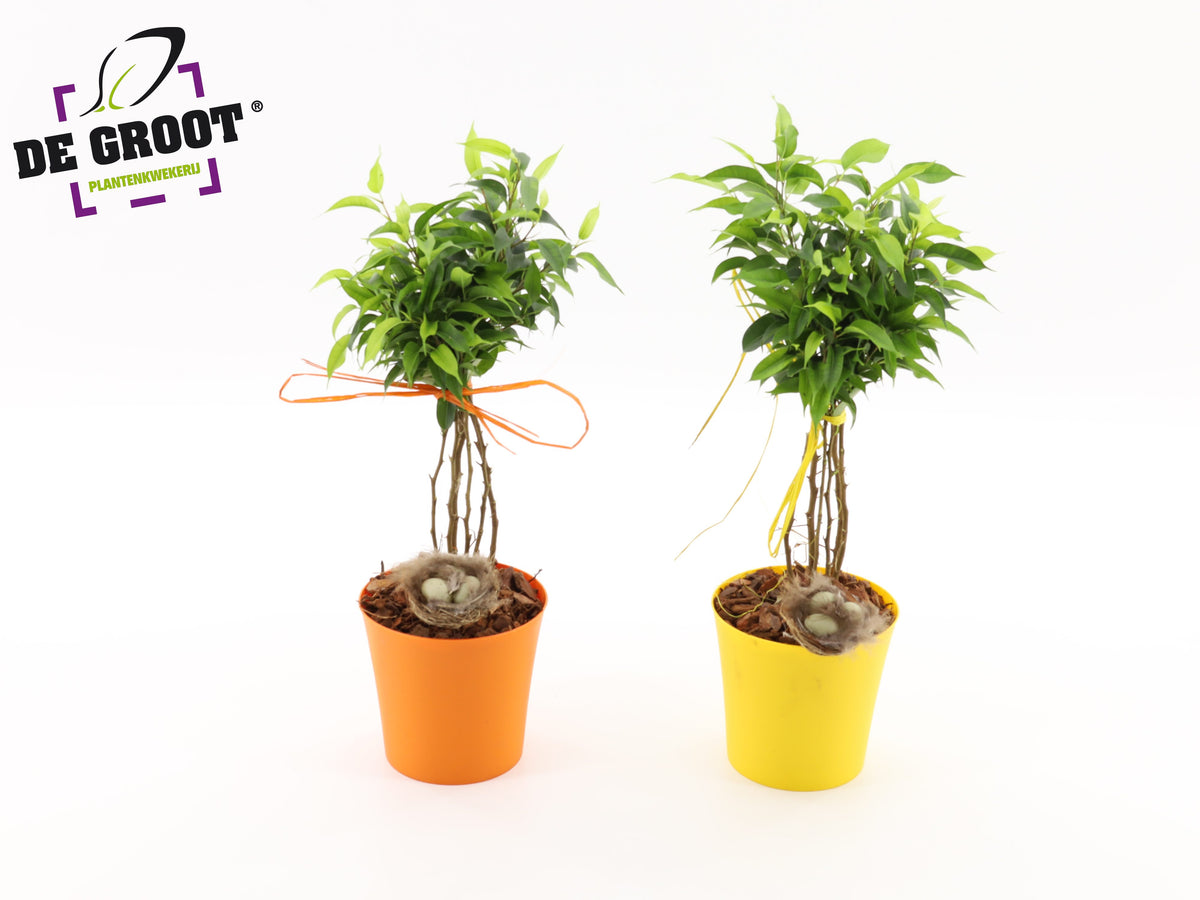 Ficus benj. Natasja 35cm 12cm Pot