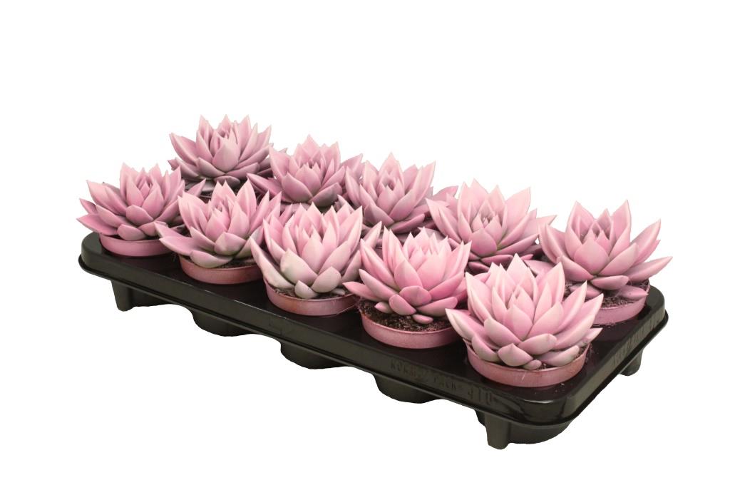 Echeveria pink frill 13cm 10.5cm Pot