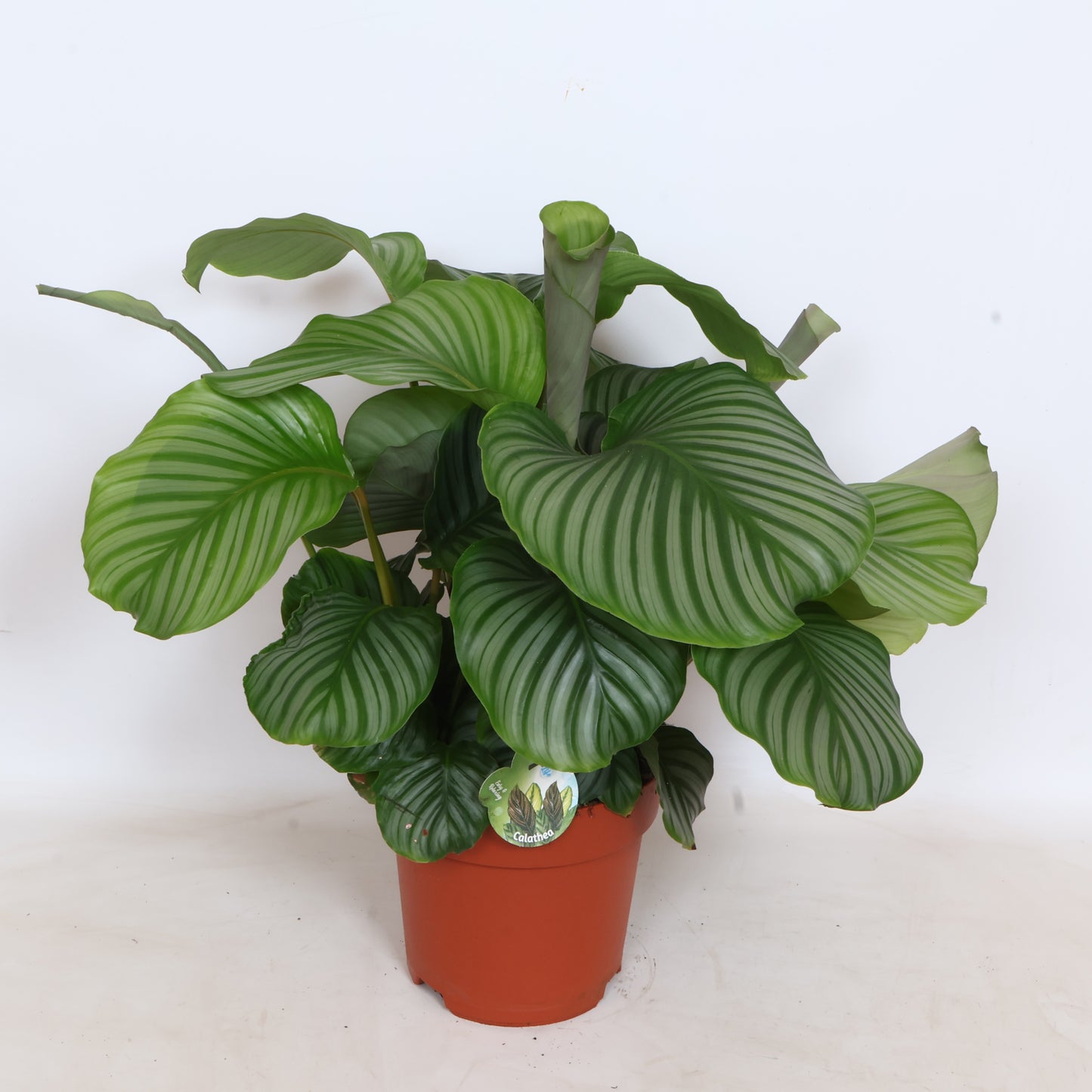 Calathea Orbifolia 75cm 24cm Pot