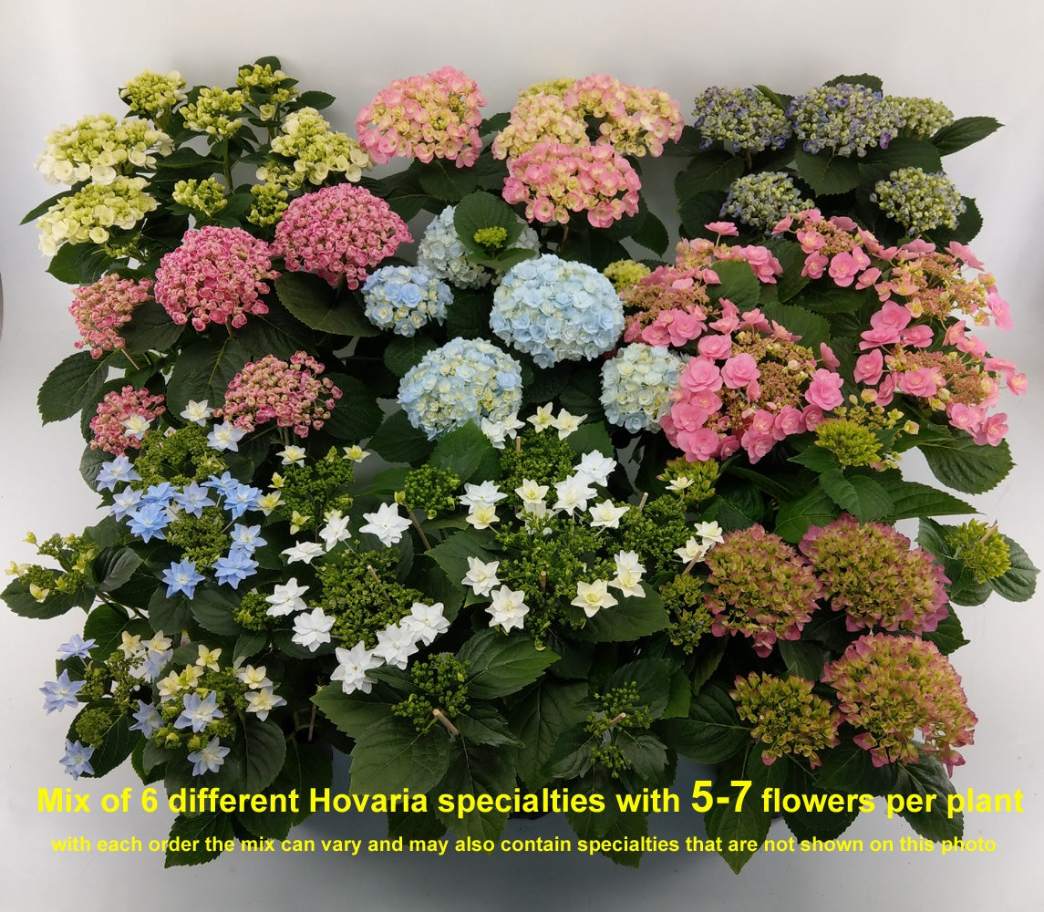 Hydrangea macr. Hovaria mix 37cm 14cm Pot