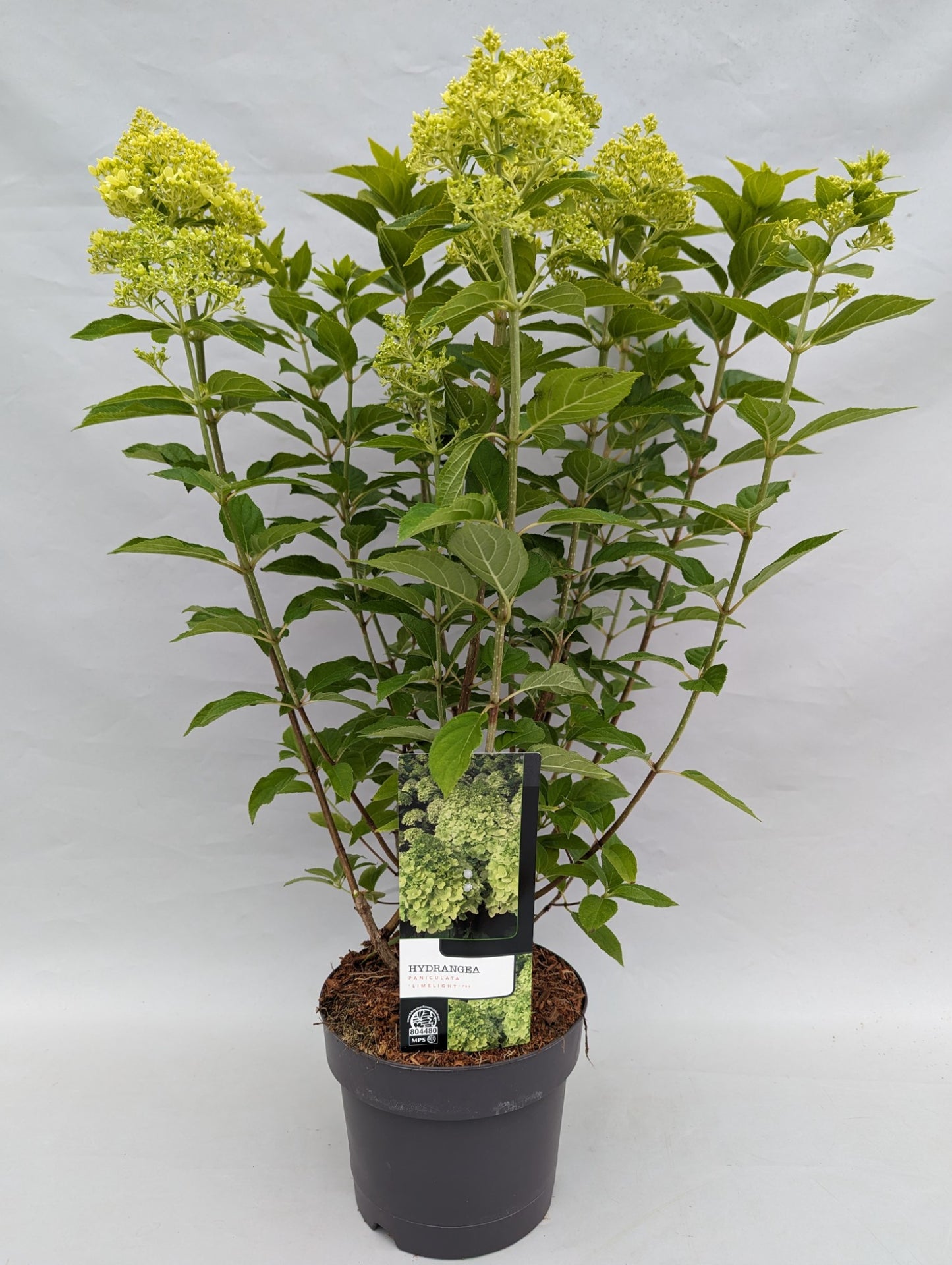 Hydrangea pan. Limelight 25cm 19cm Pot