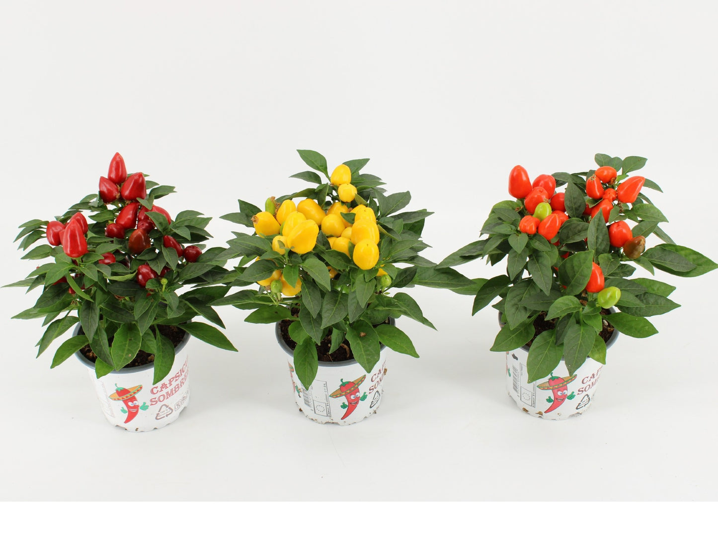 Capsicum ann. Mambo mix 25cm 12cm Pot