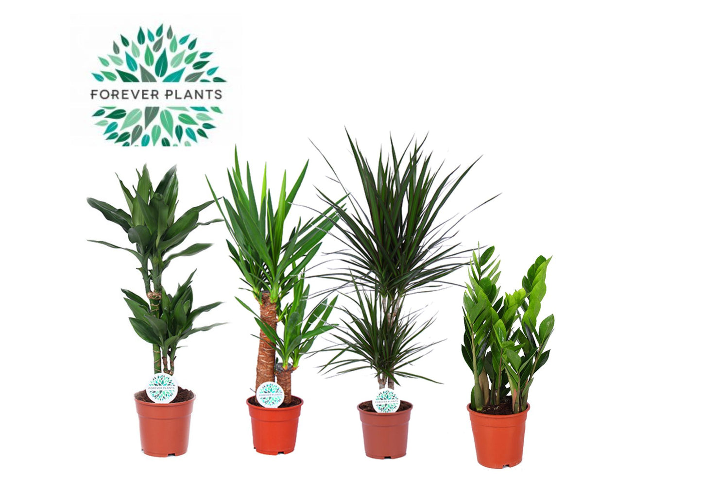 Foliage houseplants mix 60cm 17cm Pot