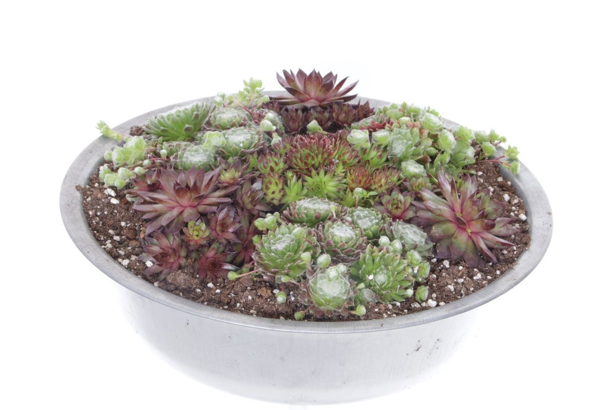 Sempervivum mix 15cm 35cm Pot