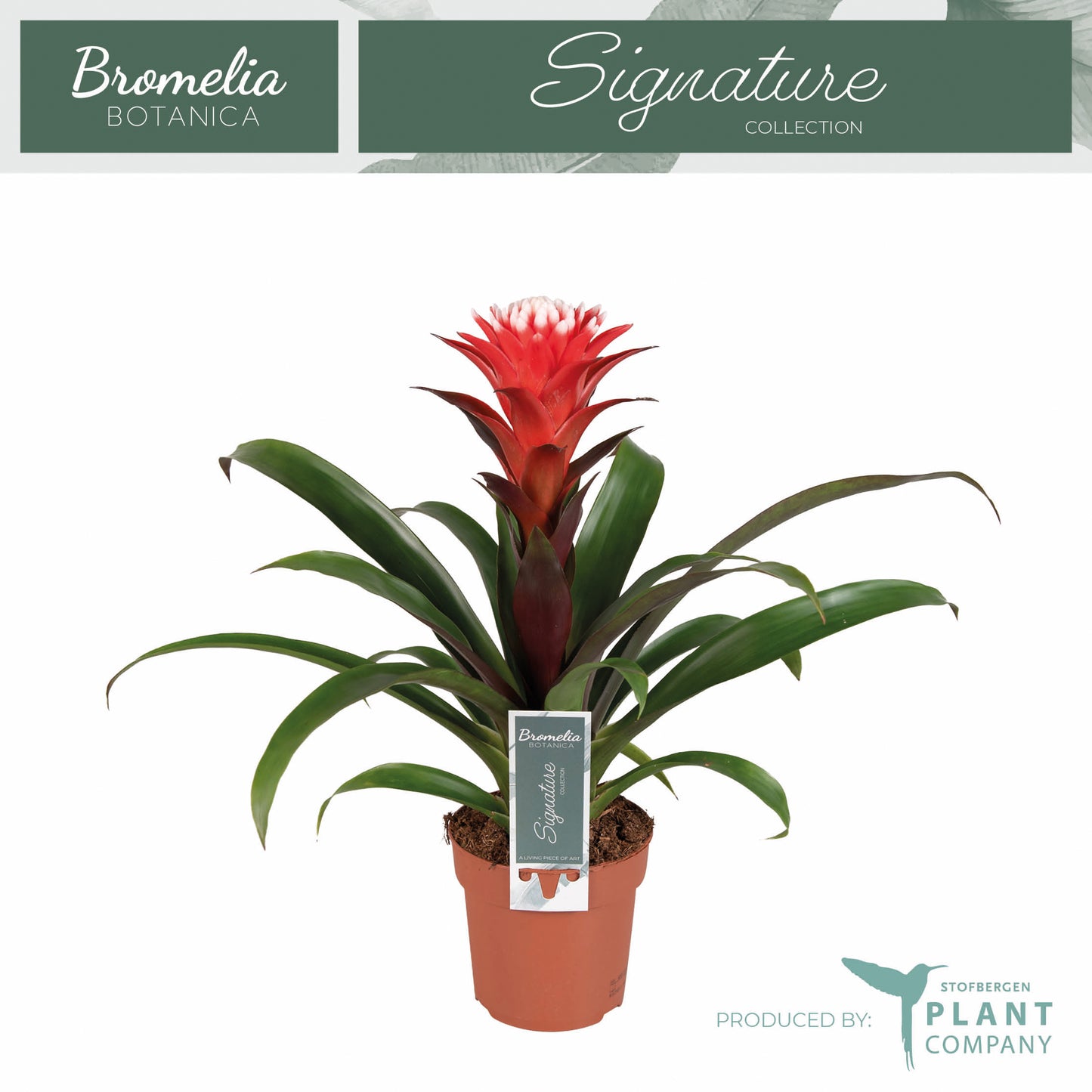 Plant Company BV (Stofbergen) Guzmania Hope Pack of 6