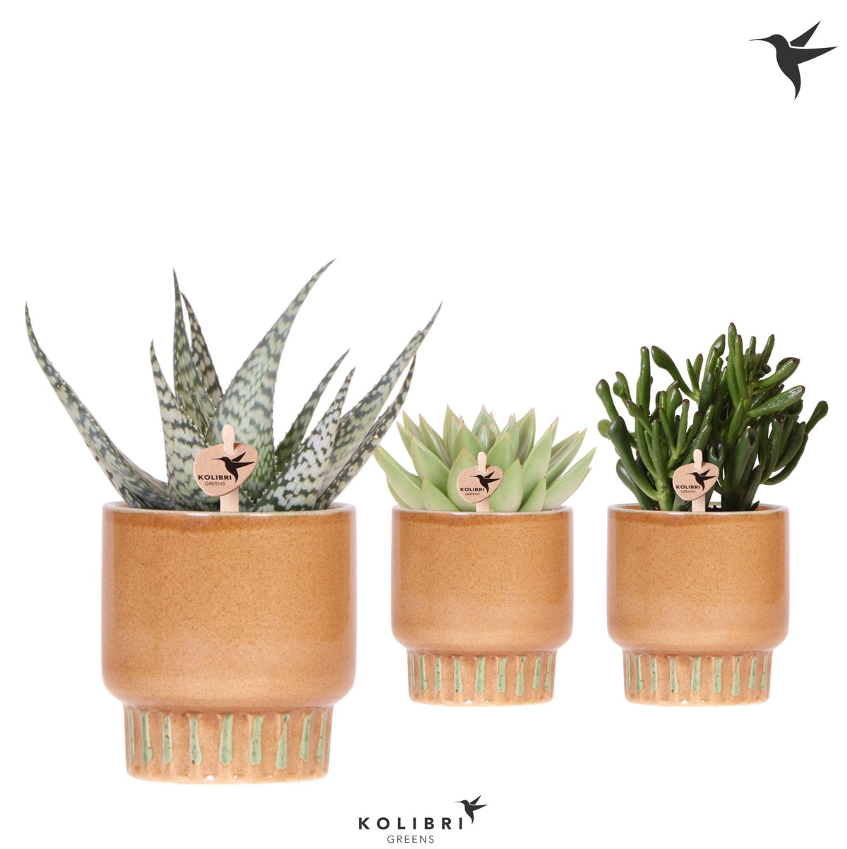 Succulent mix 21cm 9cm Pot