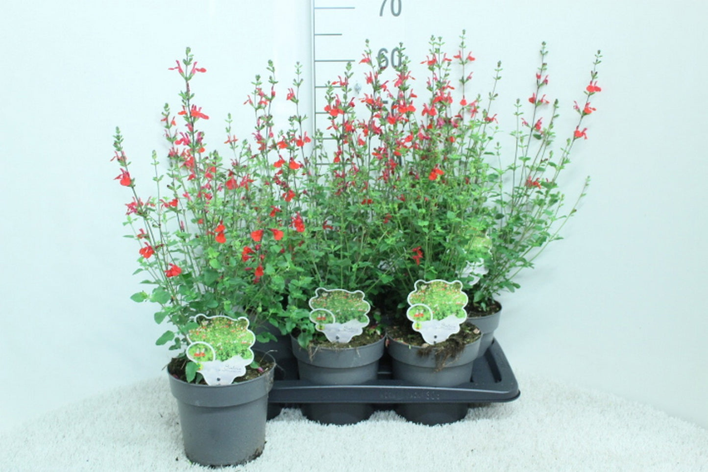 Salvia mic. Hot Lips 60cm 17cm Pot