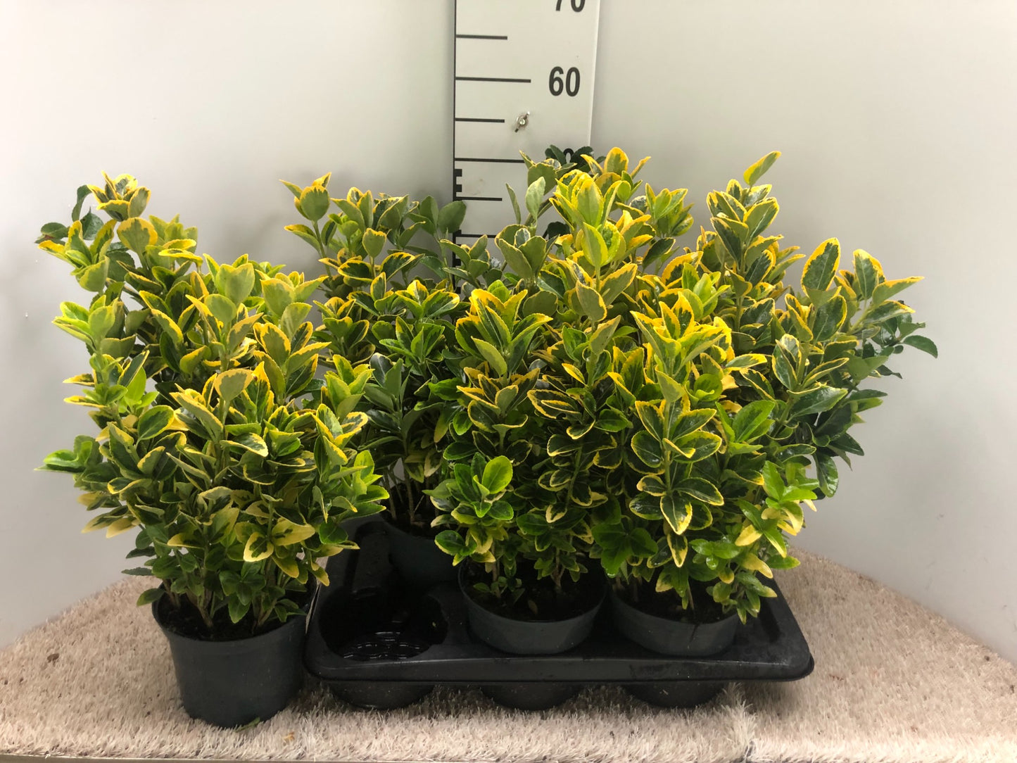 Euonymus Aureus 40cm 17cm Pot