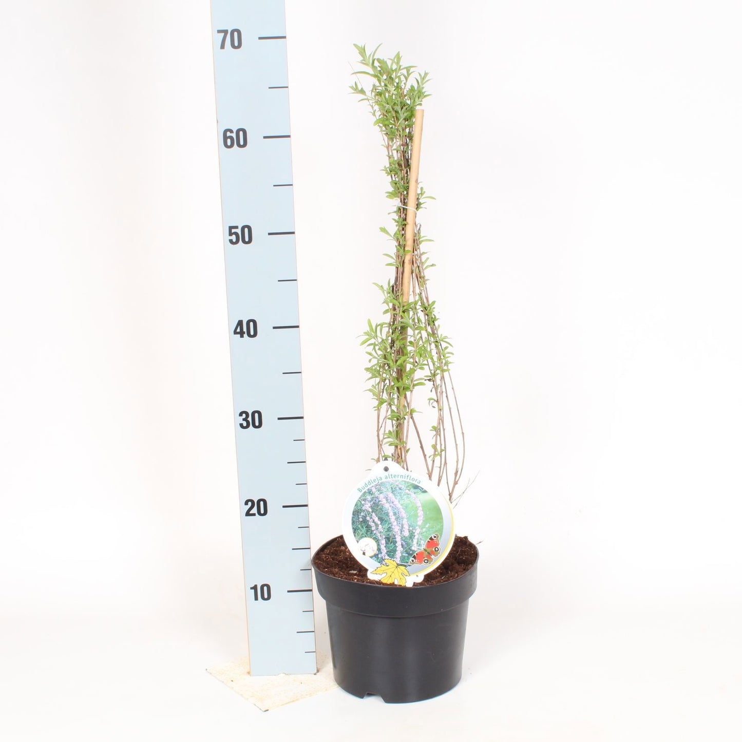 Buddleja alternifolia 70cm 19cm Pot