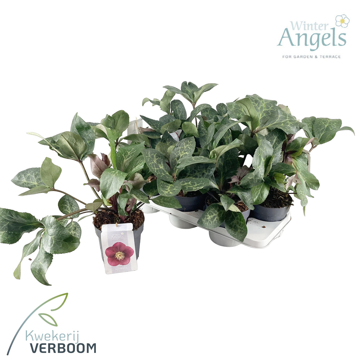 Helleborus Frostkiss Anna's Red 45cm 15cm Pot