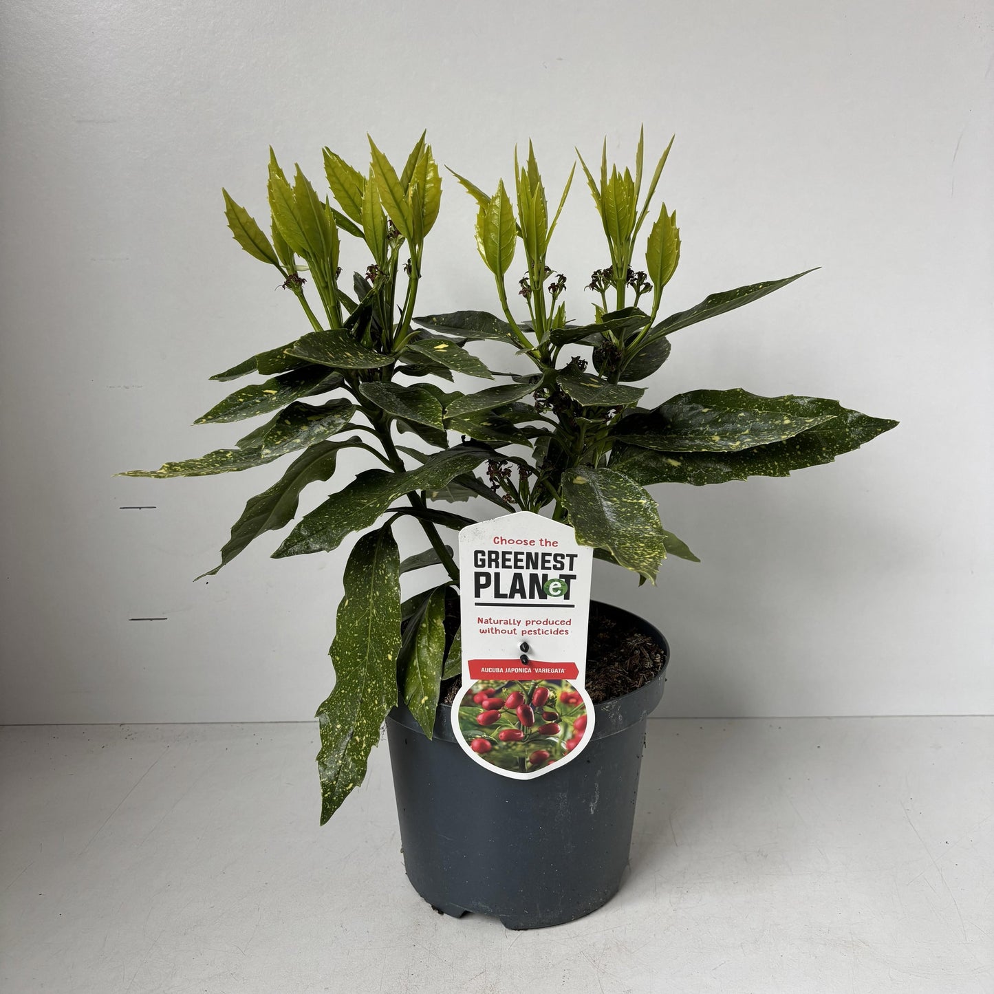 Aucuba japonica Variegated 35cm 19cm Pot