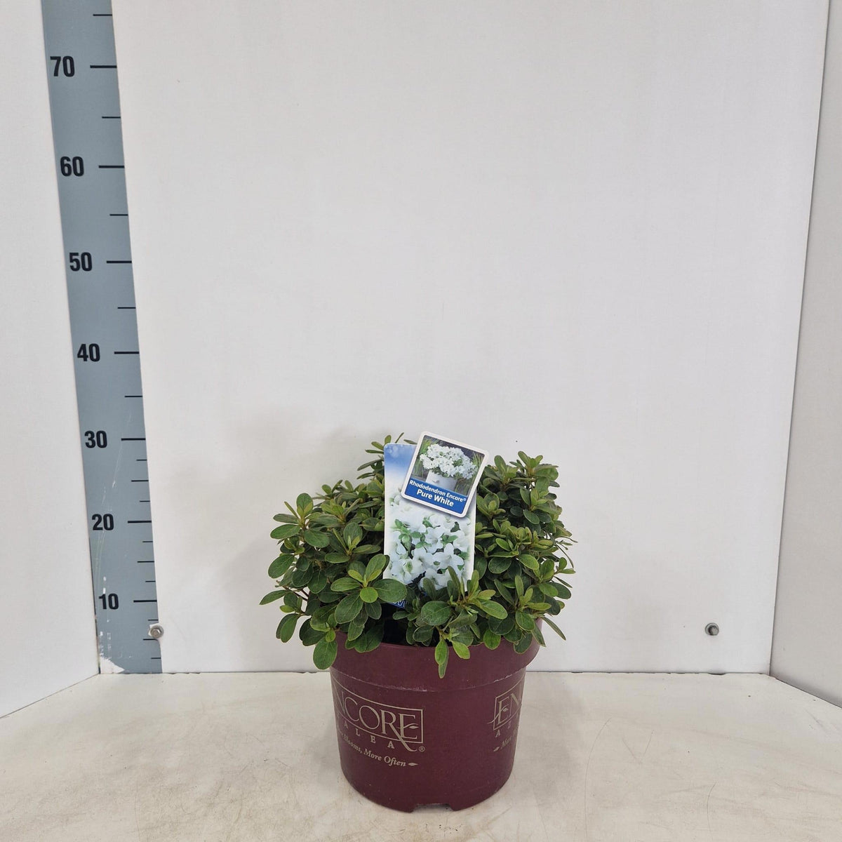 Rhododendron Encore Pure White 40cm 23cm Pot